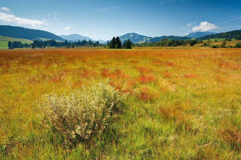 View over the Rothenthurm high moor nature reserve in the canton of Schwyz, Switzerland, Europe