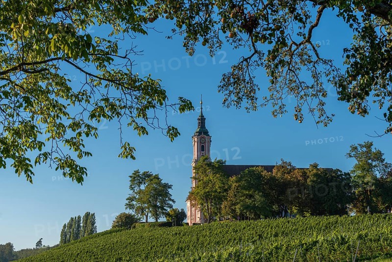 Viticulture on the hillside, Birnau pilgrimage church, Uhldingen-Mühlhofen, Lake Constance, Baden-Württemberg, Germany, Europe
