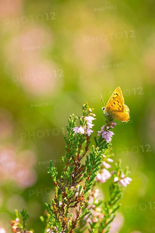 Glandular balsam (Impatiens glandulifera), Indian balsam, red balsam, Himalayan balsam, farmer's orchid, giant balsam, nature photograph, plant, close-up, Lower Saxony, Germany, Europe