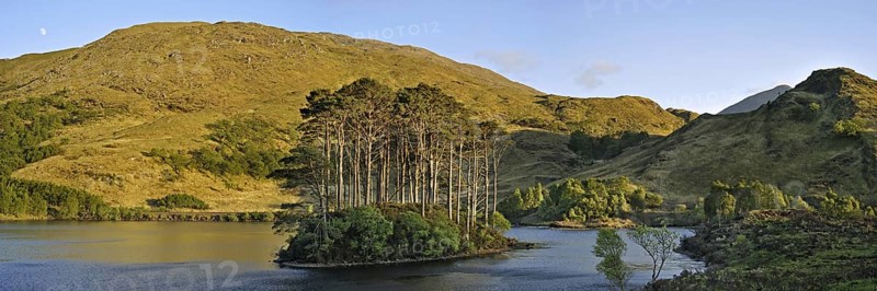 Eilean na Moine islet covered with Scots (Pinus sylvestris) pines in Loch Eilt along the Road to the Isles, Lochaber, West Highlands, Scotland, UK