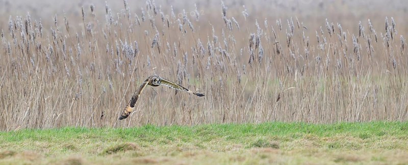 Short-eared owl (Asio flammeus) in flight, hunting for mice and voles in grassland along reed bed in winter