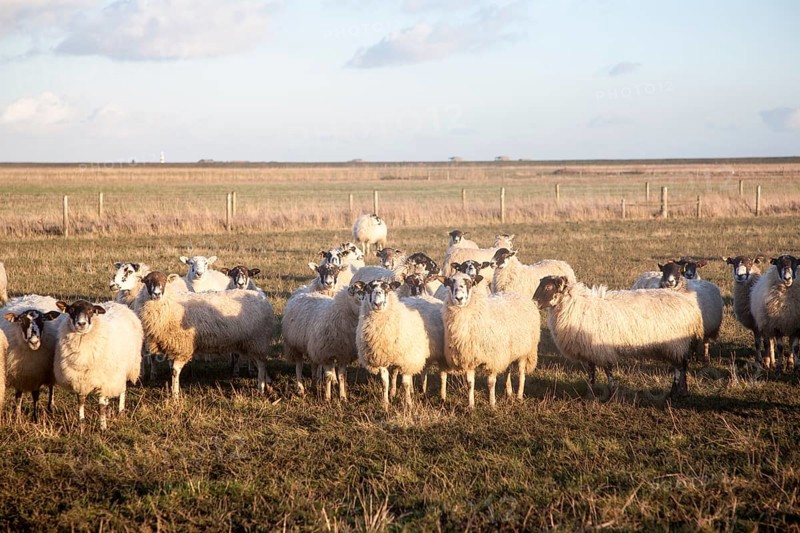 Flock of sheep grazing on drained marshland fields at Gedgrave, Suffolk, England, United Kingdom, Europe