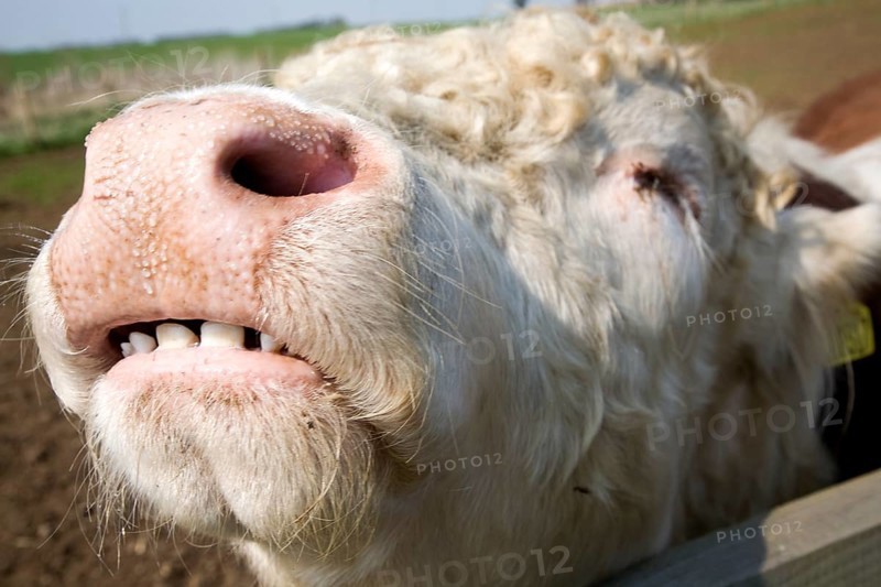 Bullock mouth and nose close-up in a herd of pure Hereford cattle at Boyton marshes, Suffolk, England, United Kingdom, Europe
