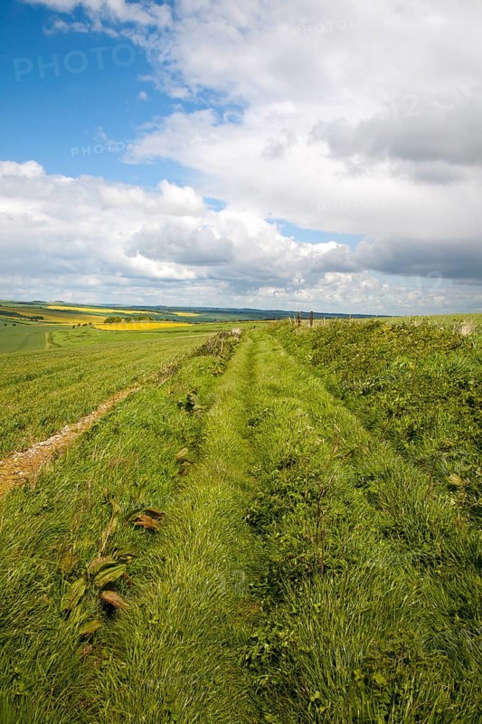 Grass track crossing chalk landscape of the Marlborough Downs, near East Kennet, Wiltshire, England, United Kingdom, Europe