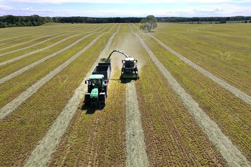 Aerial view of forage harvesting on an organic farm. A forage harvester transports the chopped forage grass into a hillside, Mücheberg, 02/06/2020