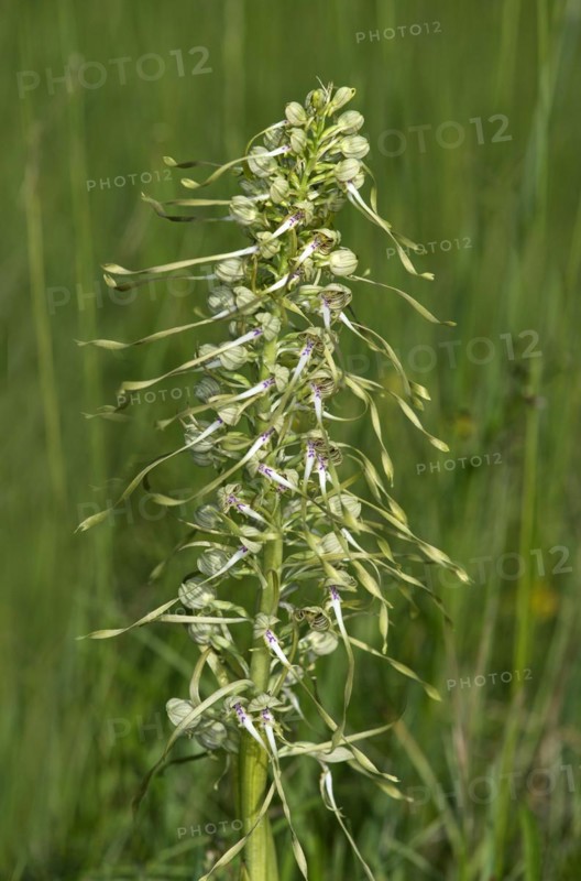 Lizard orchid (Himantoglossum hircinum), a terrestrial orchid from the orchid family (Orchidaceae), Kaiserstuhl region, Germany, Europe