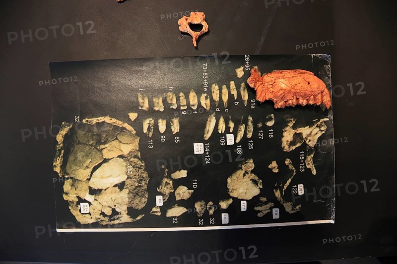 Addis Ababa, in the Ethnological Museum, illustration of Luci, Lucy refers to the partial skeleton of an individual of the species Australopithecus afarensis, Ethiopia, discovered in the Afar Triangle in 1974 and interpreted as female, Africa