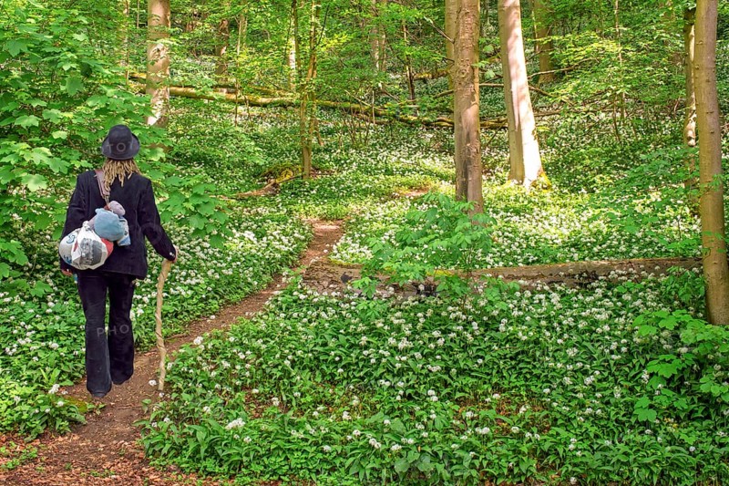 Hikers Weserbergland on the path through the wild garlic blossom below Schaumburg Castle Germany