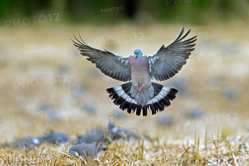 Common wood pigeon (Columba palumbus) landing among flock of other pigeons foraging on farmland, field