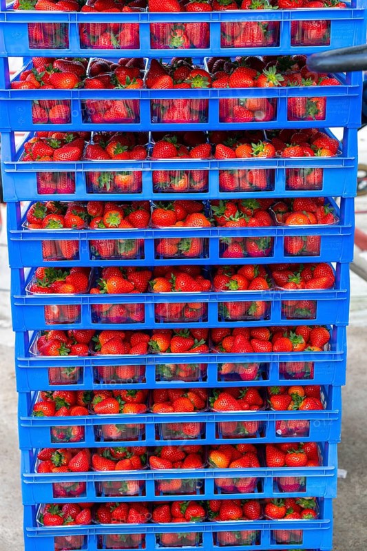 Freshly harvested strawberries, packed in boxes and crates for the consumer, strawberry cultivation in the greenhouse, young strawberry plants grow up, in different stages of ripeness are individually watered by drip irrigation and supplied with nutrients, they grow in a substrate culture in raised beds, near Dormagen, Rhineland, North Rhine-Westphalia, Germany, Europe