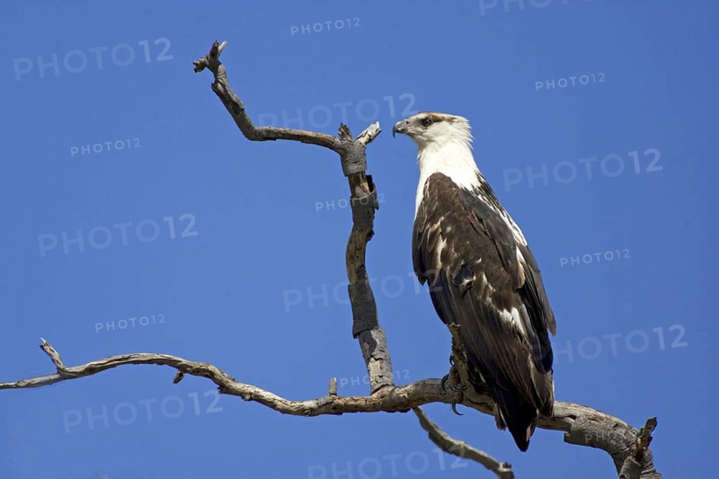 Lesser spotted eagle, (Haliaetus vocifer), Lesser spotted eagle immature juvenile resting, Caprivi, Namibia, Africa, Africa