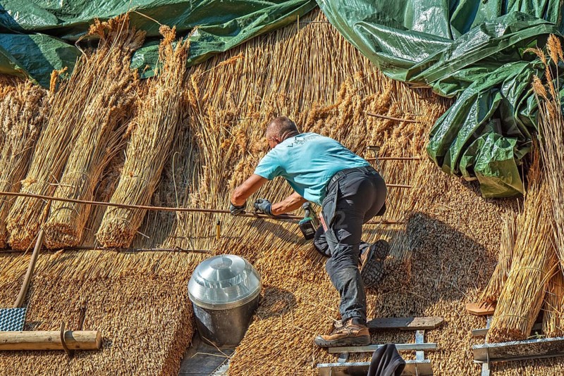 Thatch works by thatcher on thatched roof showing yelms, bundles of water reed used as roofing material for roof covering on traditional house