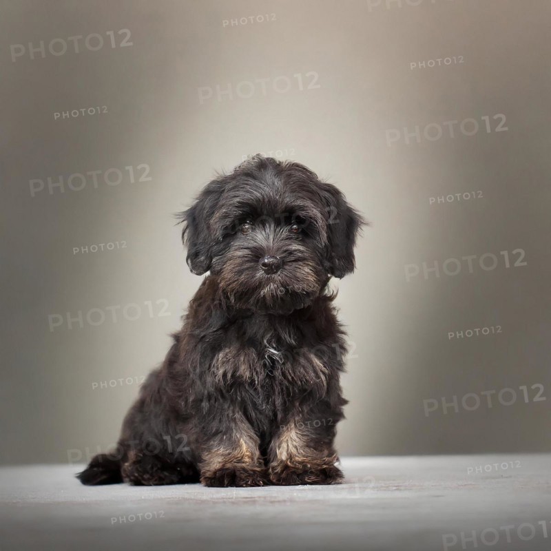 Pets, Dog, Bolonka Zwetna, Puppy, AI-generated, AI generated