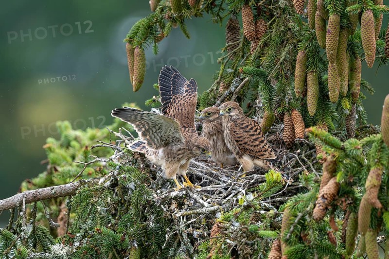 Common kestrel (Falco tinnunculus), young birds not yet ready to fly in the nest, Rhineland-Palatinate, Germany, Europe