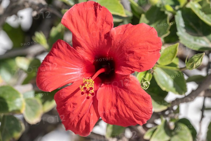 Hibiscus (Hibiscus syriacus), Lanzarote, Canary Islands, Spain, Europe