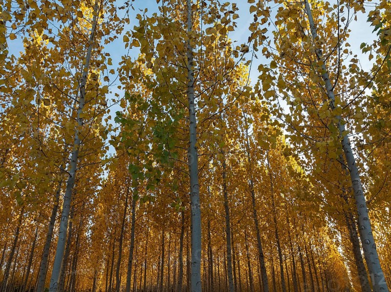 European Aspen (Populus tremula) in autumnal colours. Cultivated for timber. Drone shot. Granada province, Andalusia, Spain, Europe
