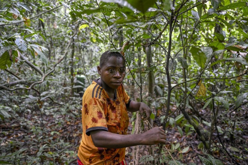 Pygmy woman from the Baka or BaAka tribe setting up her hunting net in the forest, Dzanga-Sangha Special Dense Forest Reserve, Sangha-Mbaéré Prefecture, Central African Republic, Africa