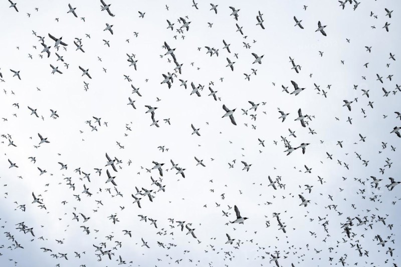 Flock of birds, common guillemots (Uria aalge) in flight, Hornoya Island, Hornøya, Vardø, Varanger Peninsula, Troms og Finnmark, Norway, Europe