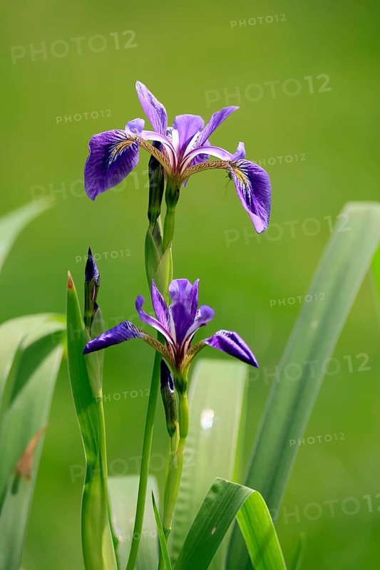 American marsh iris (Iris versicolor), flower, in bloom, at a pond, Ellerstadt, Germany, Europe