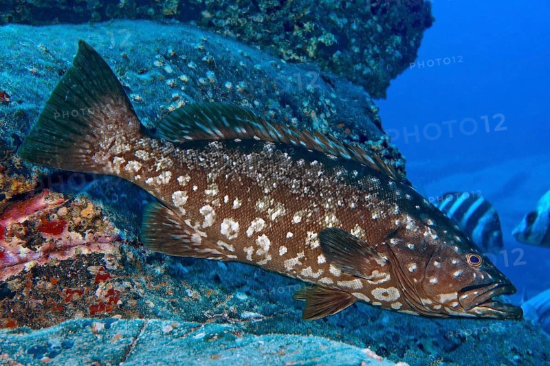 Atlantic Island Grouper (Mycteroperca fusca) Crested Grouper Macaronesian Grouper swimming over rocky reef, Eastern Atlantic, Macaronesian Archipelago, Canary Islands, Fuerteventura, Spain, Europe