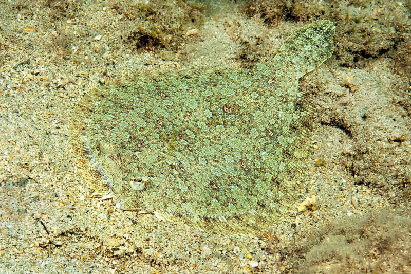 Wide-eyed flounder (Bothus podas) Wide-eyed turbot Flounder Flatfish lies camouflaged on sandy seabed, Eastern Atlantic, Macaronesian Archipelago, Canary Islands, Fuerteventura, Spain, Europe