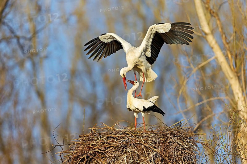 White stork (Ciconia ciconia), stork marriage, mating, copula, Altlu?heim, Germany, Europe