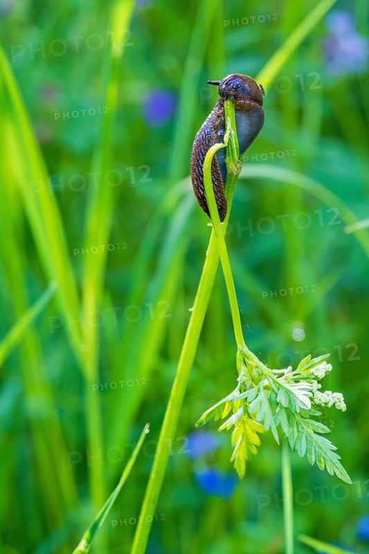 Gastropod on a grass straw eating on the stalk in a meadow