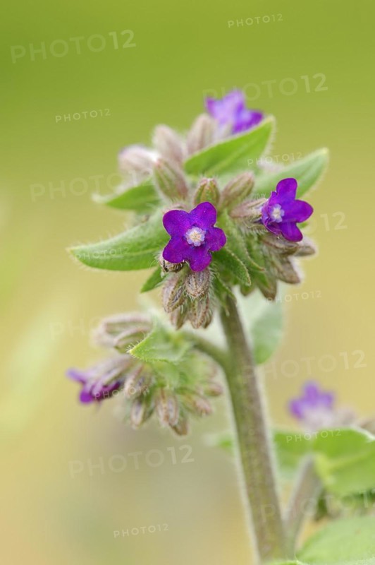 Common ox tongue or common bugloss (Anchusa officinalis), flowering, North Rhine-Westphalia, Germany, Europe