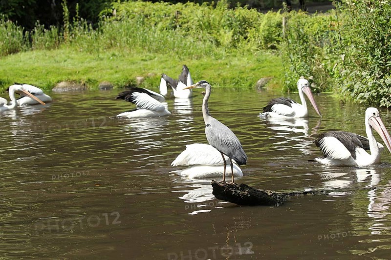 Grey heron (Ardea cinerea) between australian pelicans (Pelecanus conspicillatus) Vogelpark Walsrode, Lower Saxony, Germany, Europe