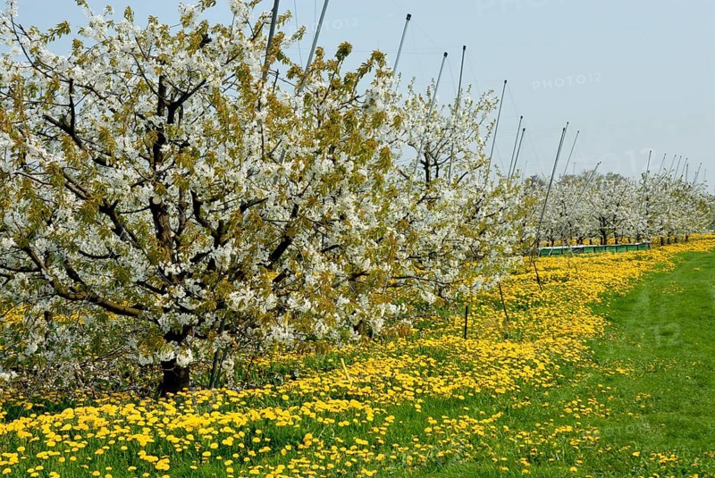 Apple blossom and dandelion flowers in Jork, Altes Land, Lower Saxony, Germany, Europe