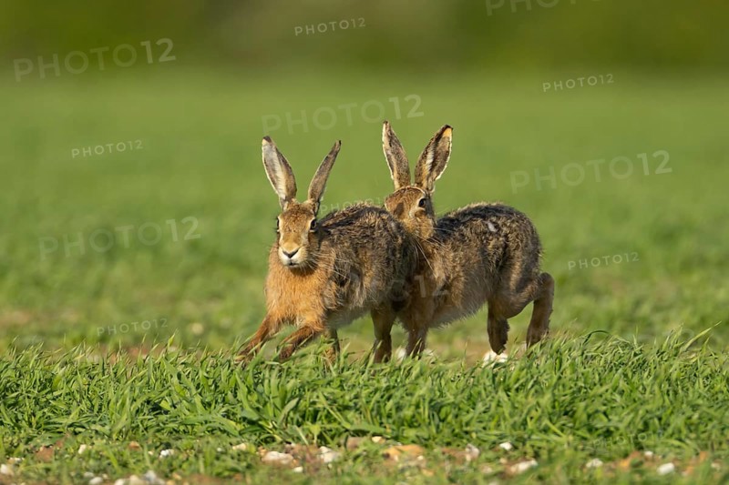 Brown hare (Lepus europaeus) two adult animals running in a farmland cereal field in springtime with a male chasing a female, Norfolk, England United Kingdom