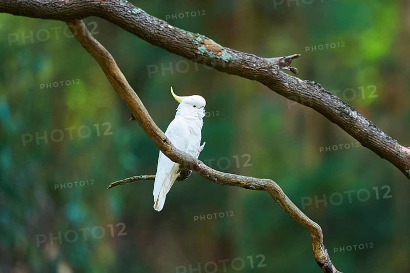 Close-up of a sulphur-crested cockatoo (Cacatua galerita) wildlife in Australia