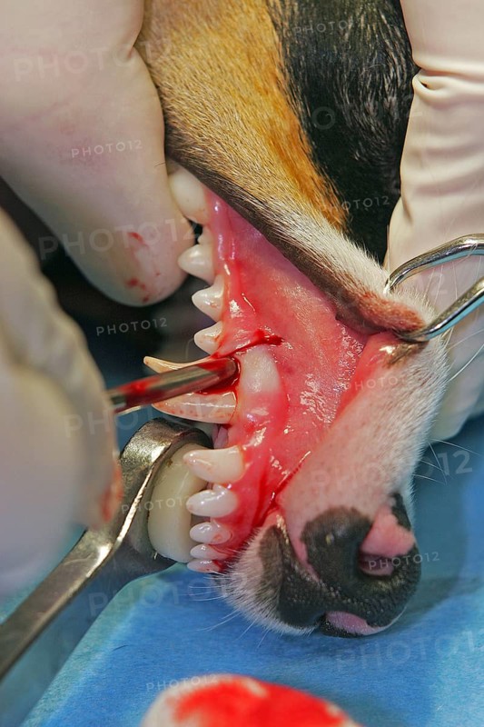 Extraction of a Denscaninus, removal of a milk canine Jack Russell Terrier, veterinarian, levering of the milk tooth