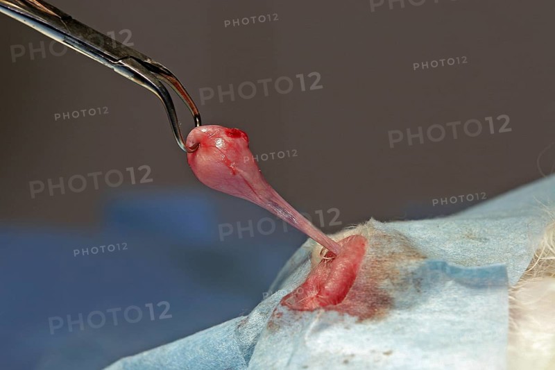 Castration of a tomcat, removal of testicles, vet