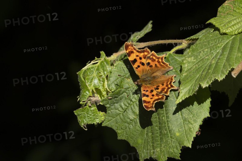 Comma (Polygonia c-album) butterfly resting on a Hazel tree leaf in a woodland, Suffolk, England, United Kingdom, Europe