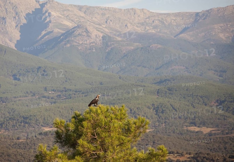 Iberian Eagle (Aquila adalberti), Spanish imperial eagle, Extremadura, Castilla La Mancha, Spain, Europe