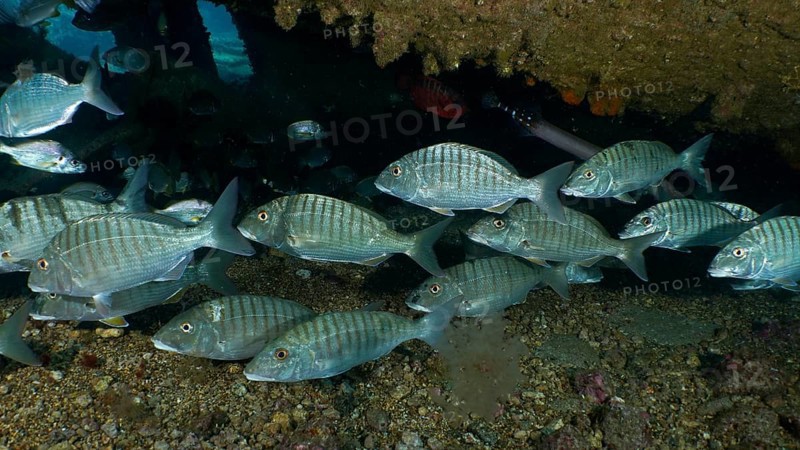 Shoal of sand steenbras (Lithognathus mormyrus) . Dive site Wreck of the Condesito, Las Galletas, Tenerife, Canary Islands, Spain, Europe