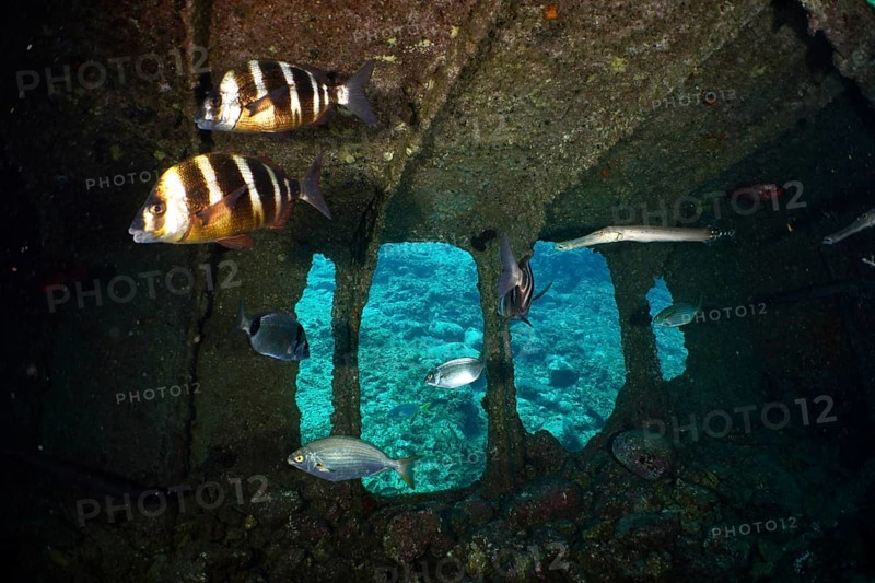 Two specimens of zebra bream (Diplodus cervinus cervinus) swimming in a shipwreck. Dive site Wreck of the Condesito, Las Galletas, Tenerife, Canary Islands, Spain, Europe