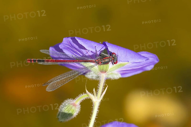 Large red damselfly (Pyrrhosoma nymphula) adult insect resting on a blue garden Geranium flower, Suffolk, England, United Kingdom, Europe