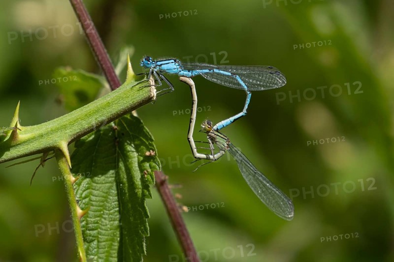 Common blue damselfly (Enallagma cyathigerum) two adult insects mating on a Bramble stem, Suffolk, England, United Kingdom, Europe