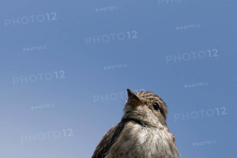 Spotted flycatcher (Muscicapa striata) adult bird head portrait in the summer, Norfolk, England, United Kingdom, Europe