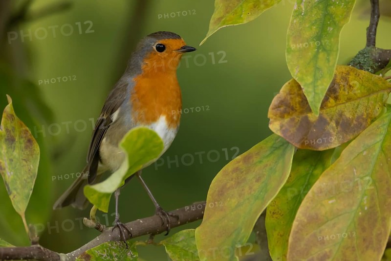 European robin (Erithacus rubecula) adult bird amongst autumnal leaves of a garden Magnolia tree in the autumn, Suffolk, England, United Kingdom, Europe