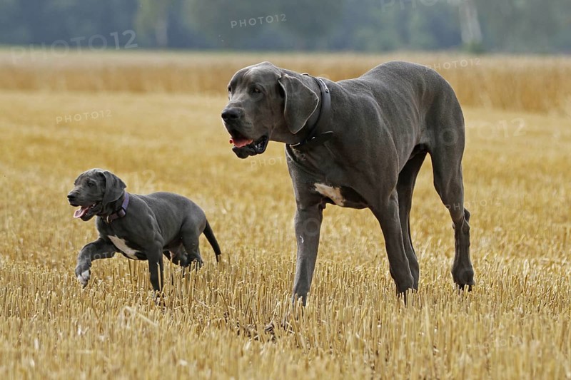 Great Dane