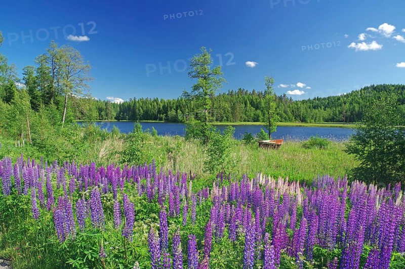 A flowering field with lupines in front of a forest and a lake on a sunny day, Dalsland, Bengfors, Sweden, Europe