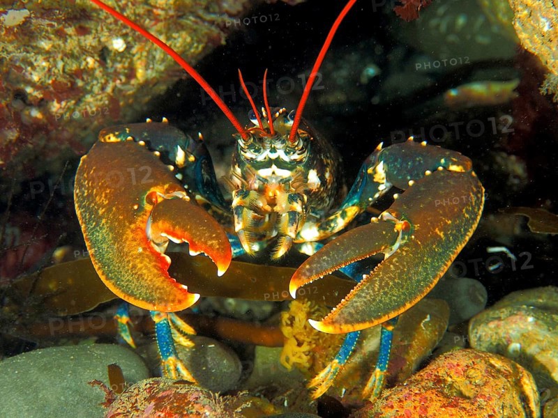 Common lobster (Homarus gammarus), dive site Maharees Islands, Castlegregory, Co. Kerry, Irish Sea, North Atlantic, Ireland, Europe