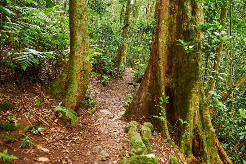Landscape of a little walking path going through the rainforest in spring, Lamington National Park, Queensland, Australia, Oceania