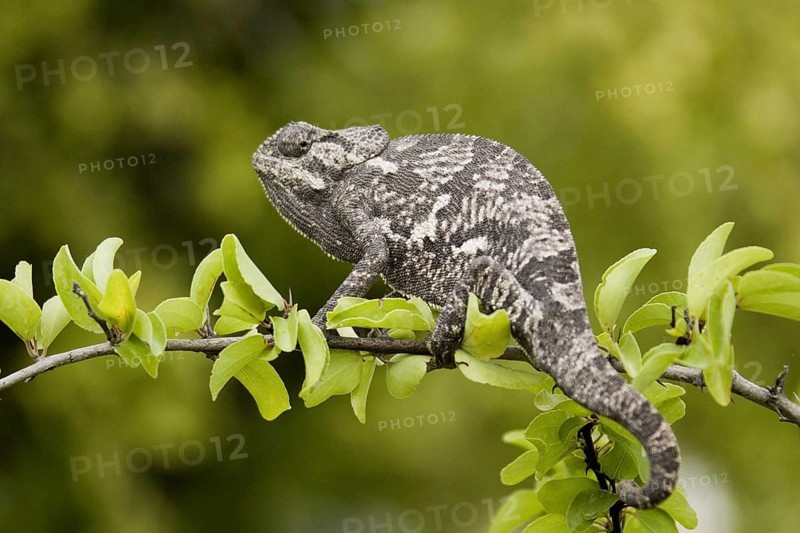 Lappet-faced chameleon (Chamaeleo dilepis) on the lookout for prey. Etosha NP, Namibia, Africa, Etosha NP, Africa