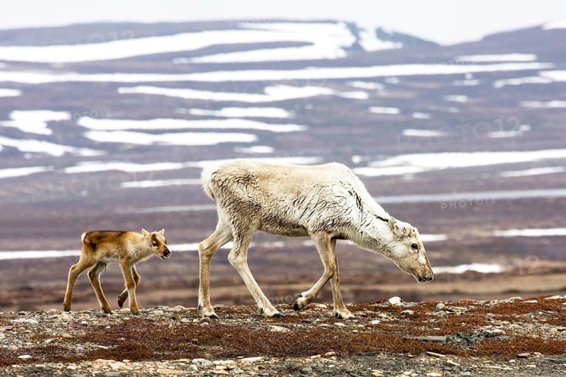 Reindeer, reindeer with calf, (Rangifer tarandus), winter landscape, Svalbard Spitsbergen, Longerbyn, Varanger, Norway, Europe