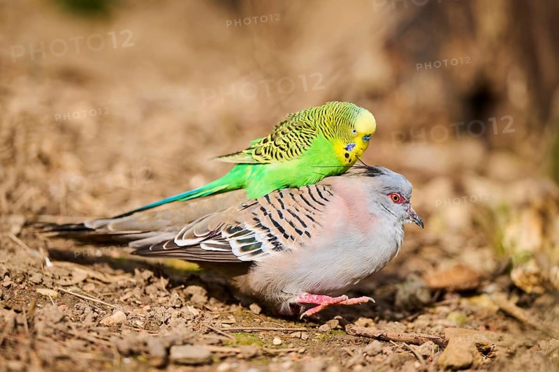 Animal Friendship of a Crested pigeon (Ocyphaps lophotes) cuddeling a Budgerigar (Melopsittacus undulatus), France, Europe