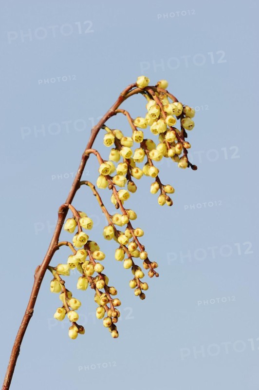Japanese pearl tail or early pearl tail (Stachyurus praecox), flowers, native to Asia, ornamental plant, North Rhine-Westphalia, Germany, Europe